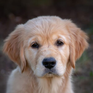 What is The Average Golden Retriever Price? (in 2024)