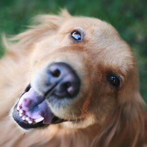 Golden Retriever Qualities