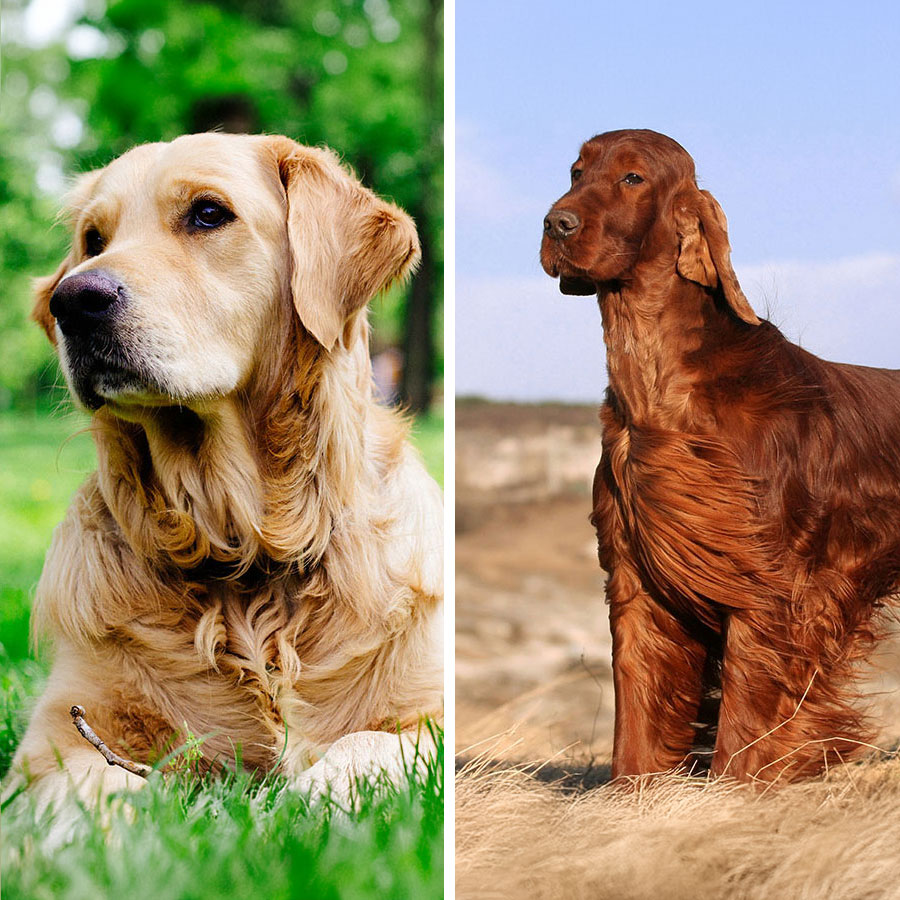 Golden Retriever Red Setter Mix