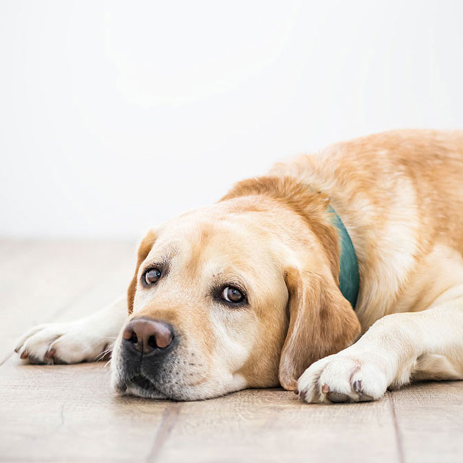 Golden Retriever Separation Anxiety: Causes & Treatment