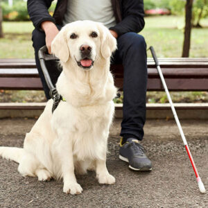 Golden Retriever Service Dog