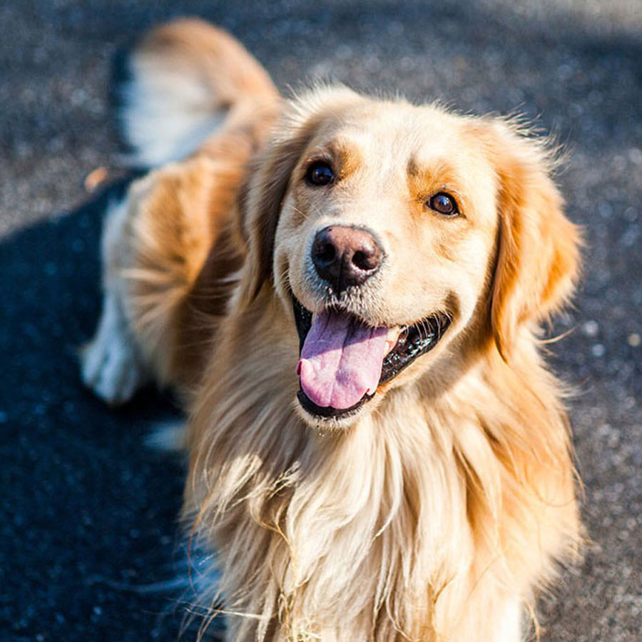 Full Guide To Golden Retriever Shedding