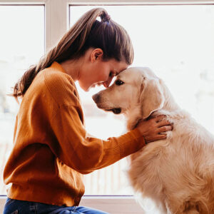 Golden Retrievers Therapy Dogs (Everything To Know)