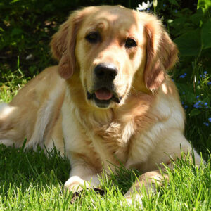 Golden Retriever Traits