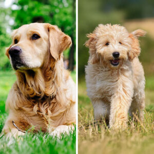 Golden Retriever VS Goldendoodle: 19 Differences