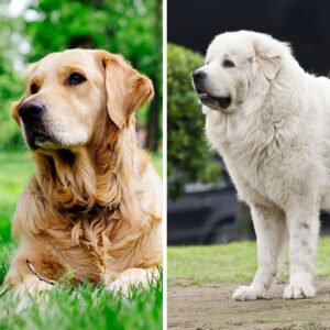 Golden Retriever VS Great Pyrenees: 19 Differences