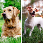 Golden Retriever VS Jack Russell Terrier: 19 Differences