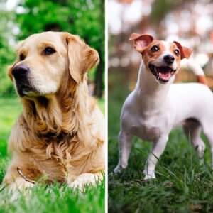 Golden Retriever VS Jack Russell Terrier: 19 Differences