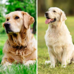 Golden Retriever VS Labrador Retriever: 19 Differences