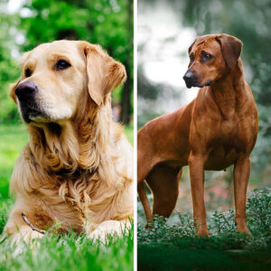 Golden Retriever VS Rhodesian Ridgeback: 19 Differences