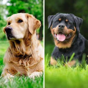 Golden Retriever VS Rottweiler: 19 Differences