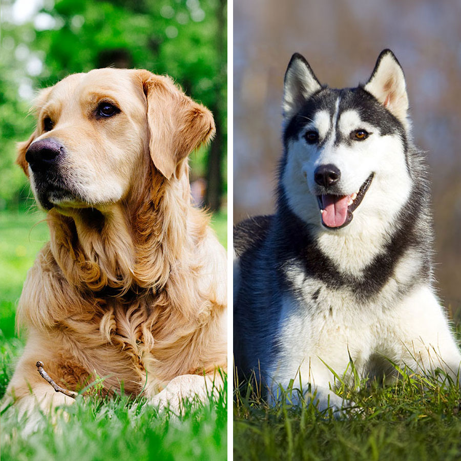 Golden Retriever VS Siberian Husky: 19 Differences