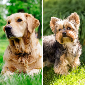 Golden Retriever Yorkshire Terrier Mix