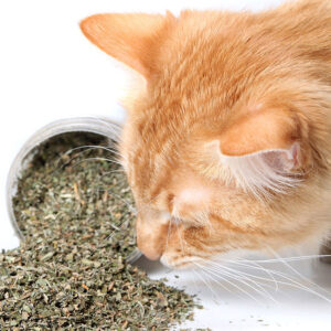 How Fast Does Catnip Work?