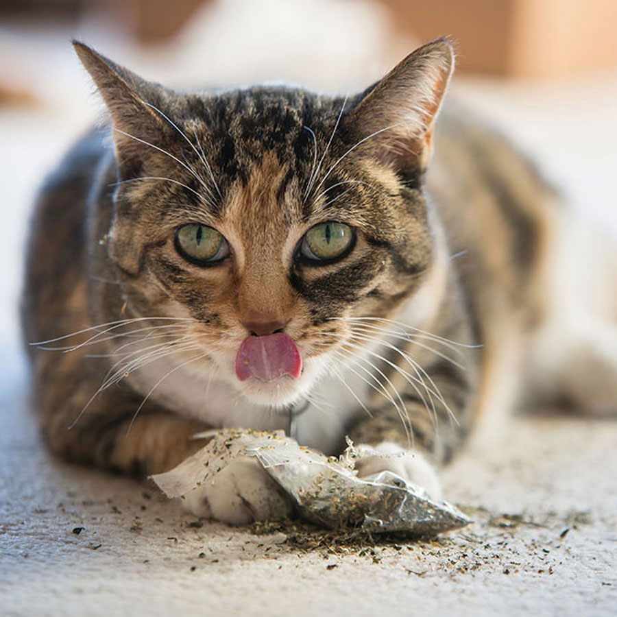 How Long Does Catnip Take To Kick In?