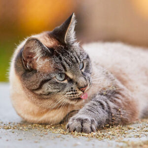 How Long Should You Let Your Cat Play With Catnip?