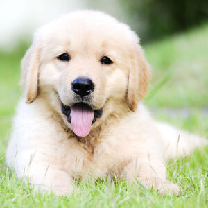 How Much Are Golden Retriever Puppies