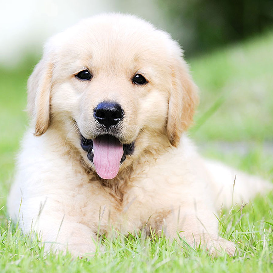 How Much Are Golden Retriever Puppies?