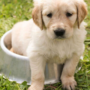 How Much To Feed a Golden Retriever Puppy