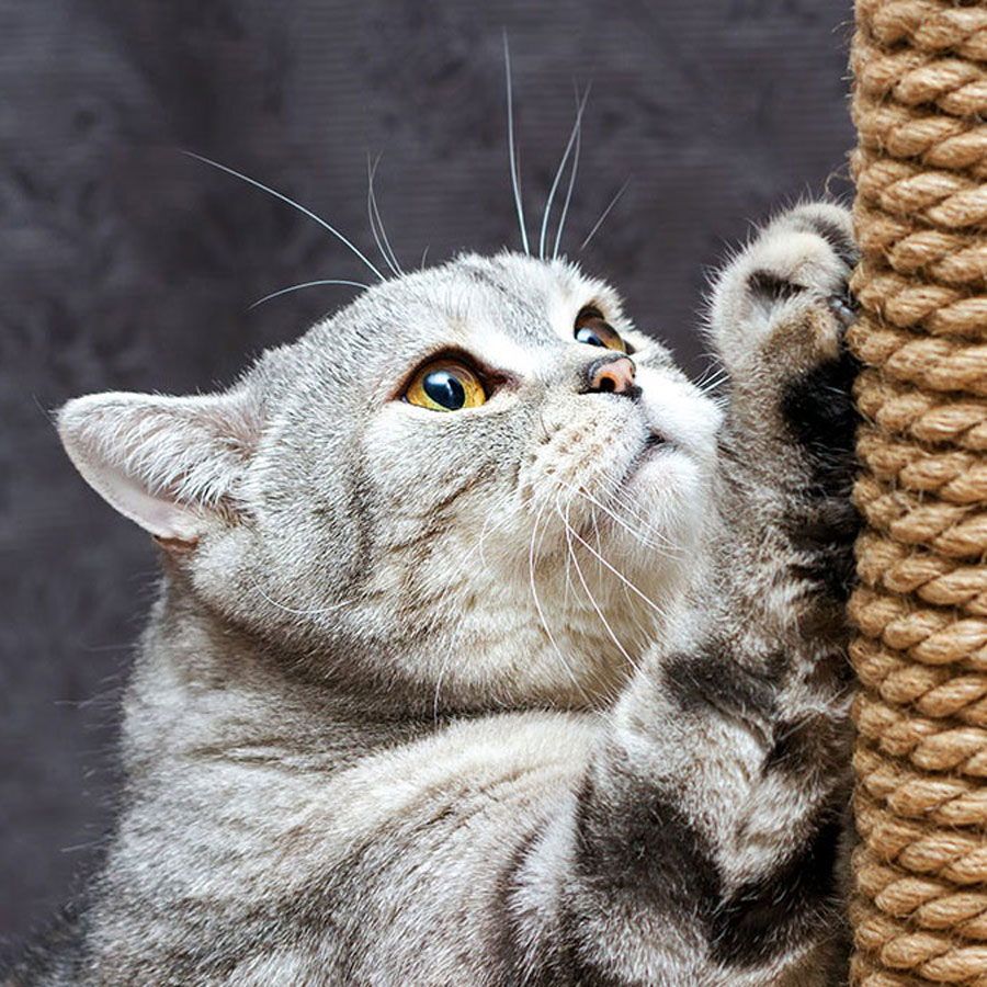 How Often Do Cats Use Their Scratching Post?