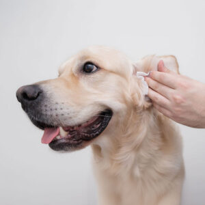 How Often To Clean Dog Ears