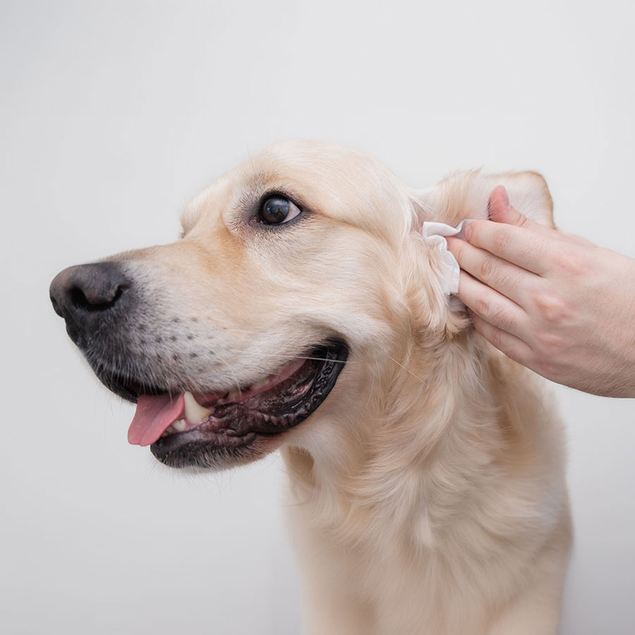 How Often To Clean Dog Ears?