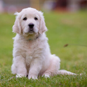 How To Care For Golden Retriever Puppy