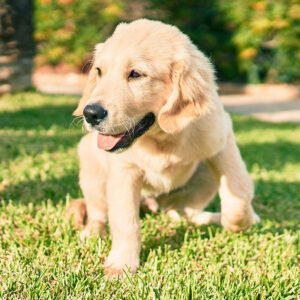 How To Choose a Golden Retriever Puppy