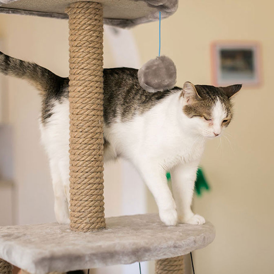 How To Clean & Disinfect A Used Cat Tree