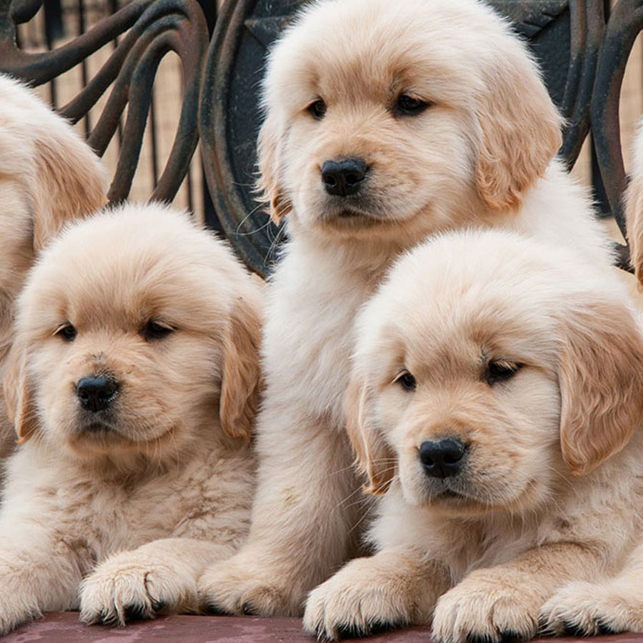 How To Find a Reputable Golden Retriever Breeder