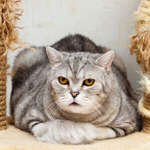 How To Get Older Cat To Use Scratching Post