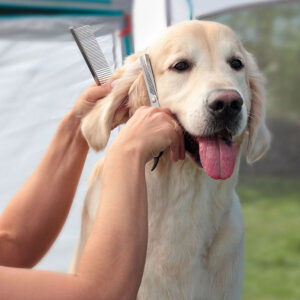 How To Groom Golden Retriever