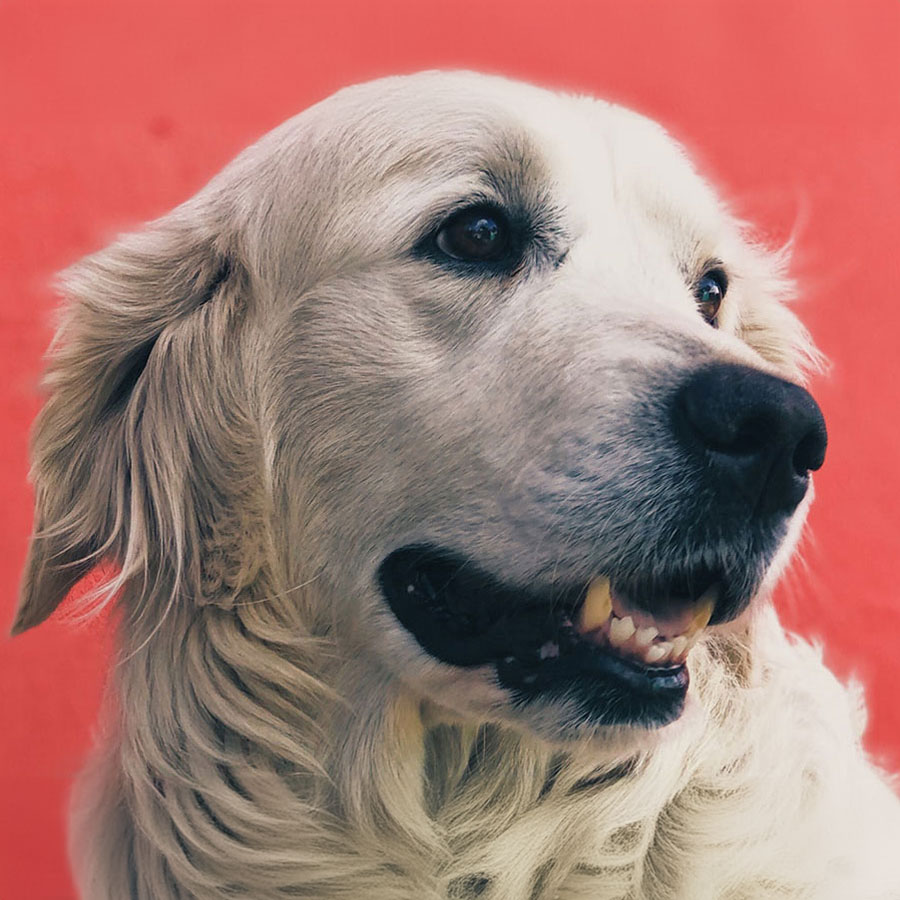 How To Groom a Golden Retriever at Home