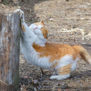 How To Make A Cat Scratching Post From A Log