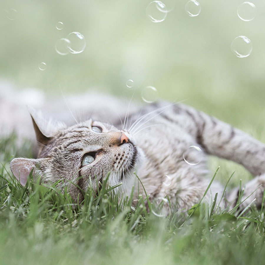 How To Make Catnip Bubbles