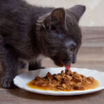 How To Puree Wet Cat Food