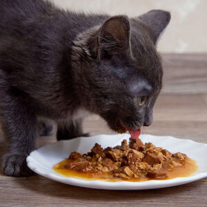 How To Puree Wet Cat Food