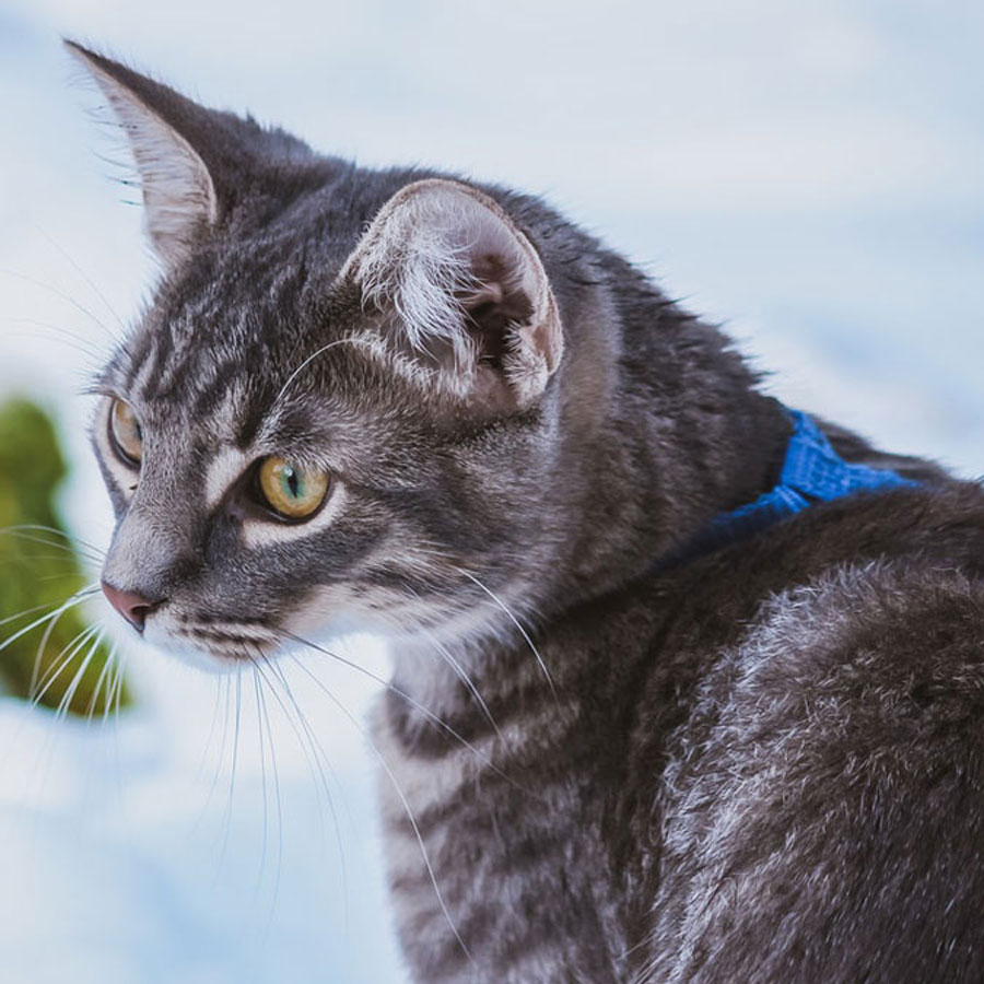 How To Put a Harness On a Cat?