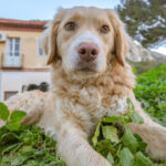 How To Shave a Golden Retriever