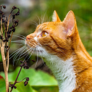 How To Stop Cat From Eating Plants?