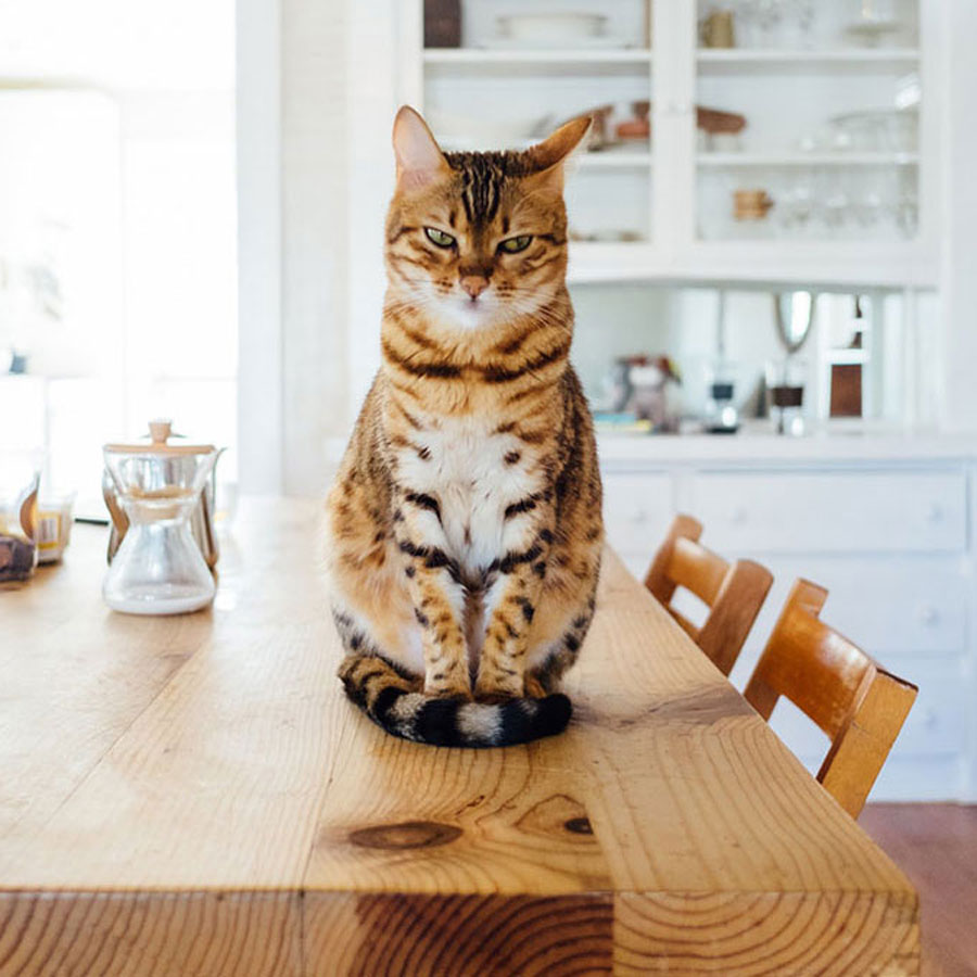 How To Stop Cat From Jumping On Table?