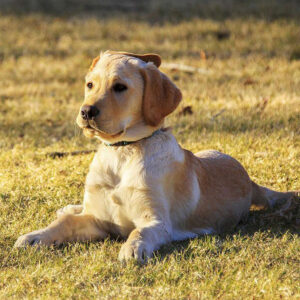 How To Train a Golden Retriever Puppy Not To Bite