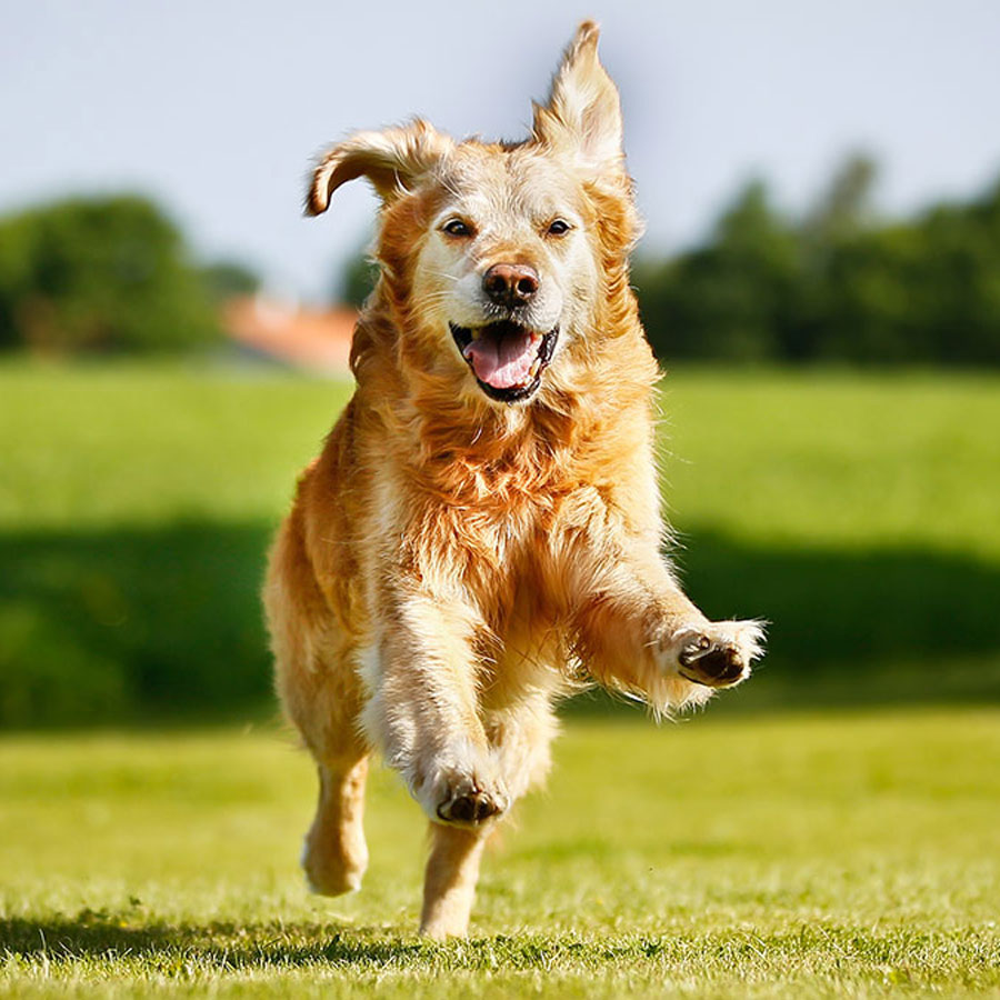 How To Train a Golden Retriever To Come When Called