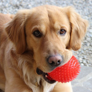 How To Train a Golden Retriever To Drop It