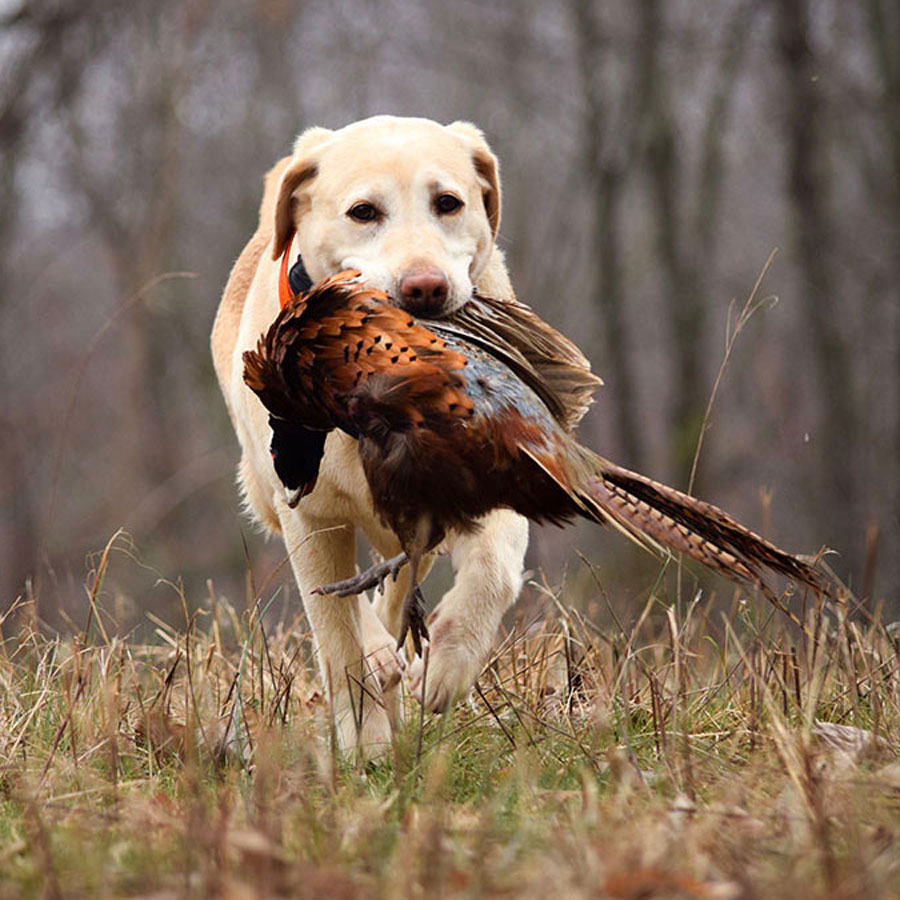 How To Train a Golden Retriever To Hunt