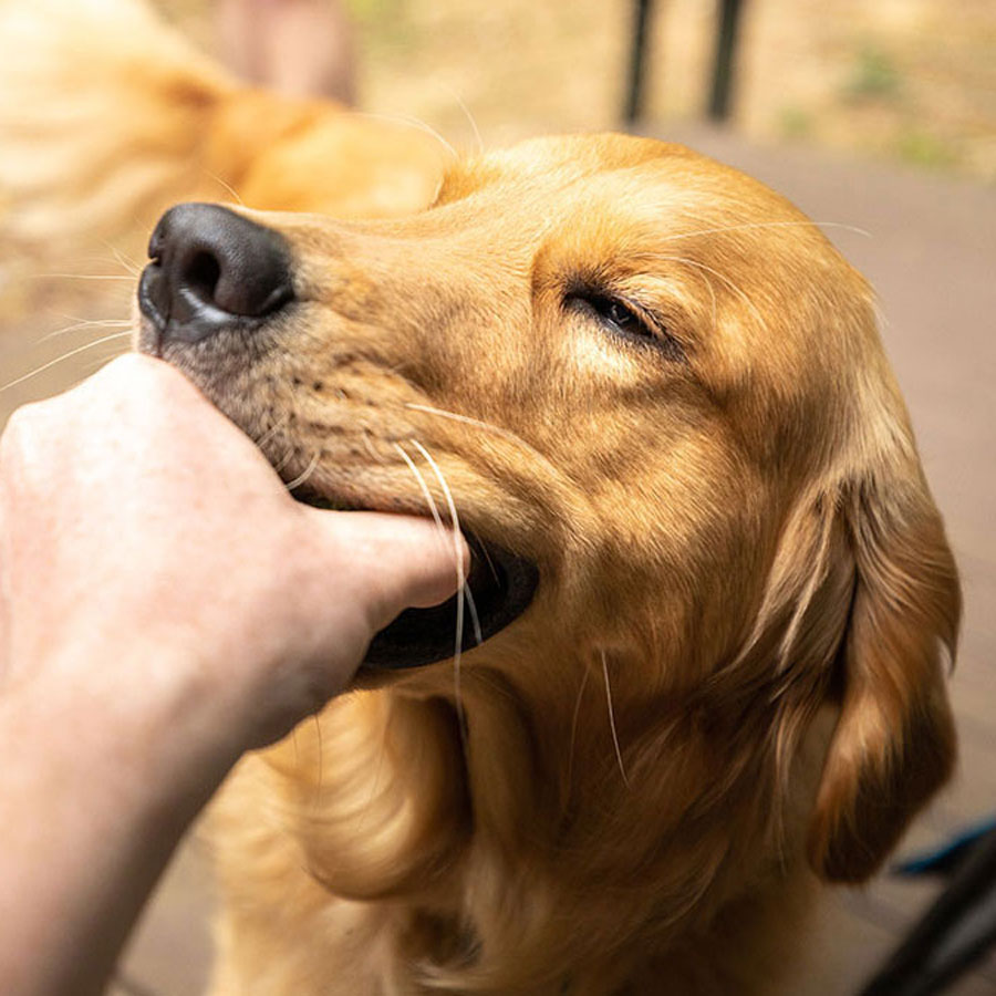 How To Train a Golden Retriever To Leave It