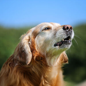 How To Train Golden Retriever To Stop Barking