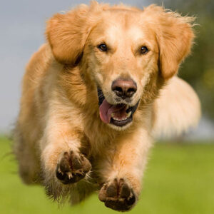 How To Train a Golden Retriever To Stop Jumping