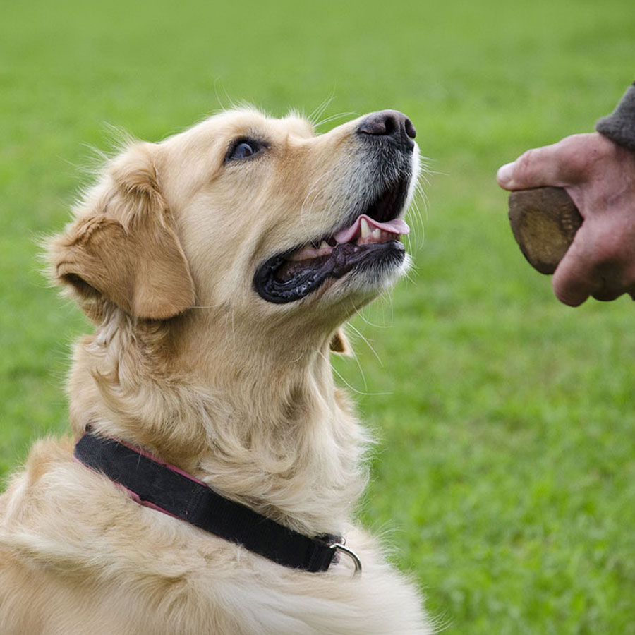 How To Train a Golden Retriever (Start Here)