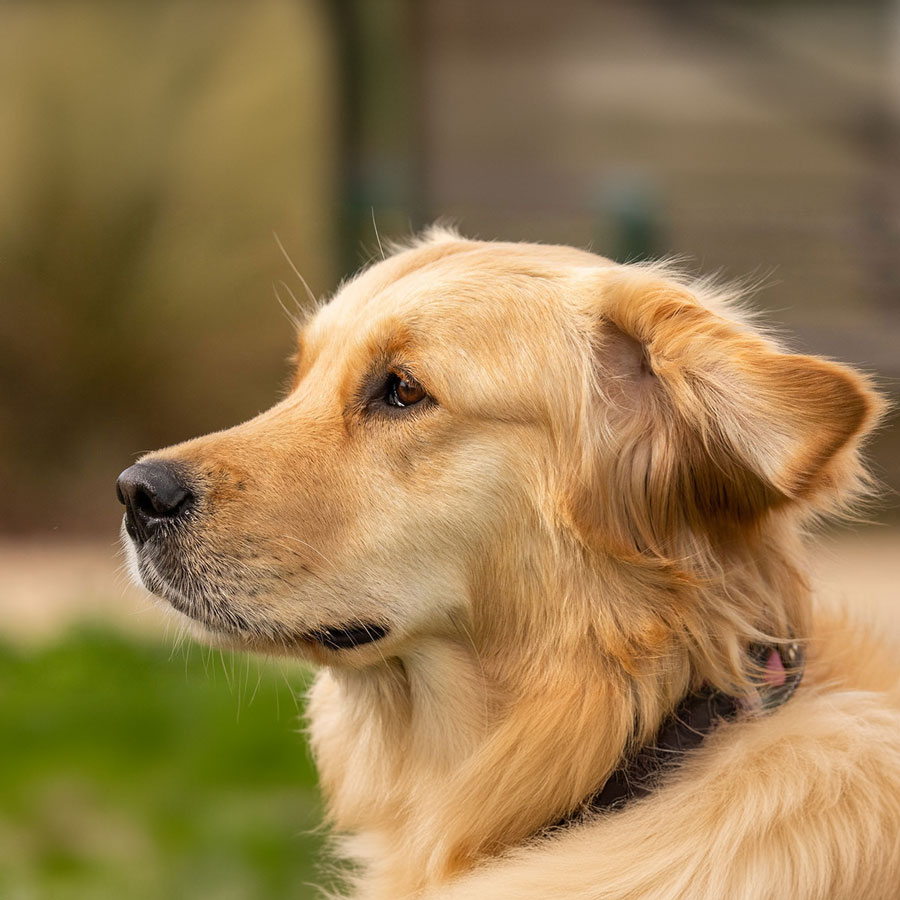 How To Trim Golden Retriever Ears